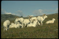 168088 Dall Sheep (Band Of Bachelor Rams) A4 Photo Print