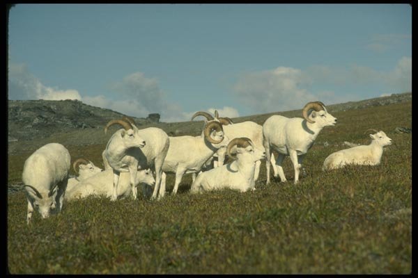 168088 Dall Sheep (Band Of Bachelor Rams) A4 Photo Print