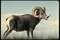 168089 Stone Sheep (Large Adult Ram) A4 Photo Print