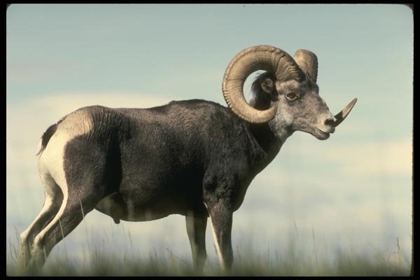 168089 Stone Sheep (Large Adult Ram) A4 Photo Print