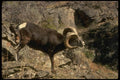 168090 Stone Sheep (Large Ram Alert On Mountainside) A4 Photo Print