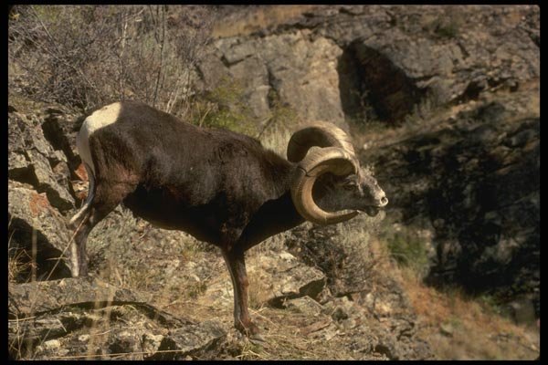 168090 Stone Sheep (Large Ram Alert On Mountainside) A4 Photo Print