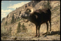 168091 Stone Sheep (Trophy Ram) A4 Photo Print