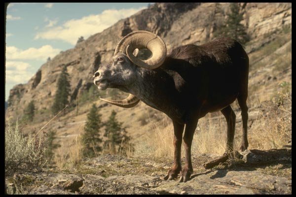 168091 Stone Sheep (Trophy Ram) A4 Photo Print