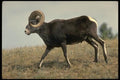 168092 Stone Sheep (Large Ram) A4 Photo Print