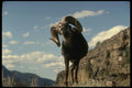 168093 Stone Sheep (Large Ram Alert On Mountainside) A4 Photo Print