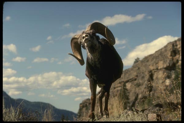 168093 Stone Sheep (Large Ram Alert On Mountainside) A4 Photo Print
