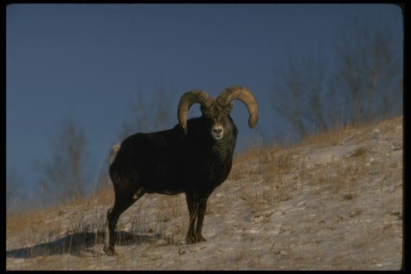 168094 Stone Sheep (Large Ram On Snow) A4 Photo Print