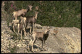 168095 Stone Sheep (Ewes And Lambs) A4 Photo Print