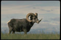 168096 Stone Sheep (Large Ram Feeding In Alpine Pasture) A4 Photo Print