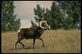 168097 Stone Sheep (Large Ram) A4 Photo Print
