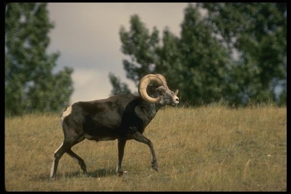 168097 Stone Sheep (Large Ram) A4 Photo Print