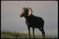 168098 Stone Sheep (Large Ram) A4 Photo Print