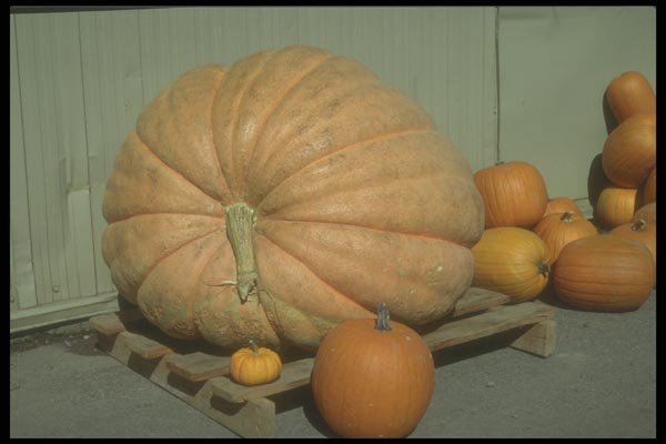 169001 Pumpkins A4 Photo Print