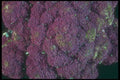 169002 Purple Cauliflower (close up) A4 Photo Print