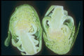 169005 Inside A Sprout A4 Photo Print
