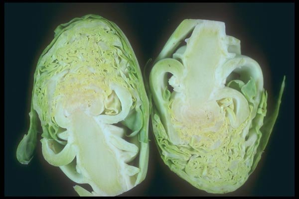 169005 Inside A Sprout A4 Photo Print