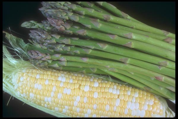 169007 Corny Asparagus A4 Photo Print