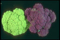 169008 Broccoflower And Purple Cauliflower A4 Photo Print