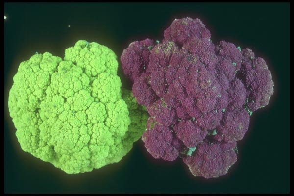 169008 Broccoflower And Purple Cauliflower A4 Photo Print