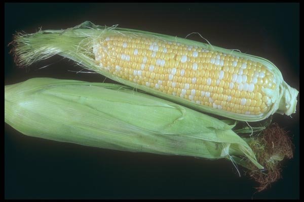 169010 Corn, Inside Out A4 Photo Print