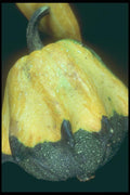 169011 Knobby Gourd A4 Photo Print
