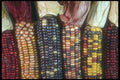 169012 Husky Corn A4 Photo Print