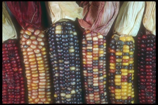 169012 Husky Corn A4 Photo Print
