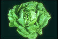 169013 Boston Lettuce A4 Photo Print