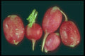 169014 Radishes A4 Photo Print