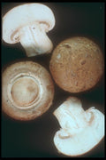 169015 Cut Mushroom A4 Photo Print