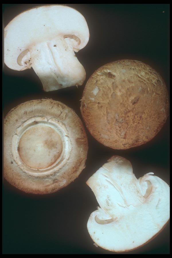 169015 Cut Mushroom A4 Photo Print