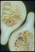 169016 Split Squash A4 Photo Print