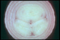 169017 Onion Rings A4 Photo Print