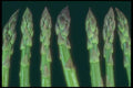 169020 Asparagus Heads A4 Photo Print