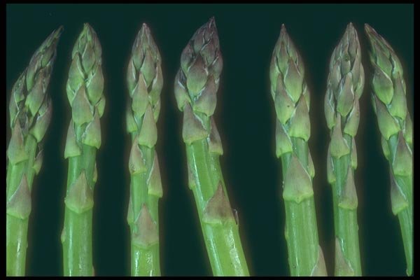 169020 Asparagus Heads A4 Photo Print