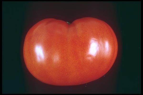 169022 Tomato A4 Photo Print