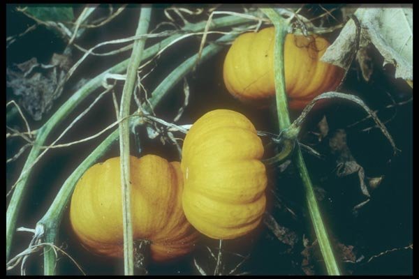 169024 Squash Vine A4 Photo Print