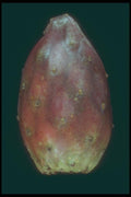 169026 Cactus Pear A4 Photo Print