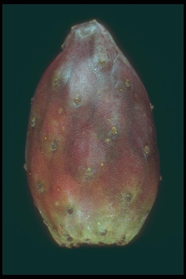 169026 Cactus Pear A4 Photo Print