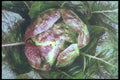 169027 Red Lettuce A4 Photo Print