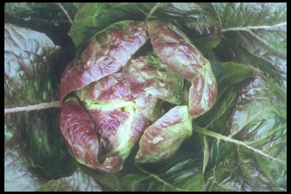169027 Red Lettuce A4 Photo Print