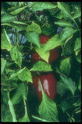 169028 Red Pepper Vine A4 Photo Print
