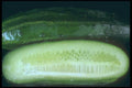 169029 Cucumber With Slices A4 Photo Print