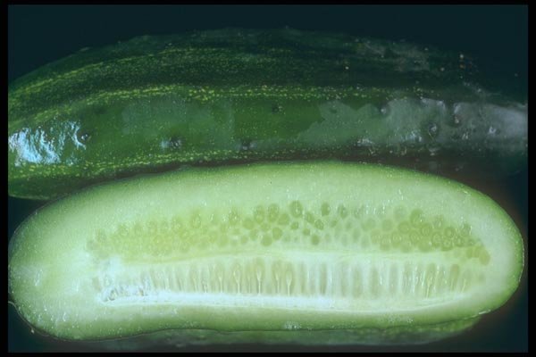 169029 Cucumber With Slices A4 Photo Print