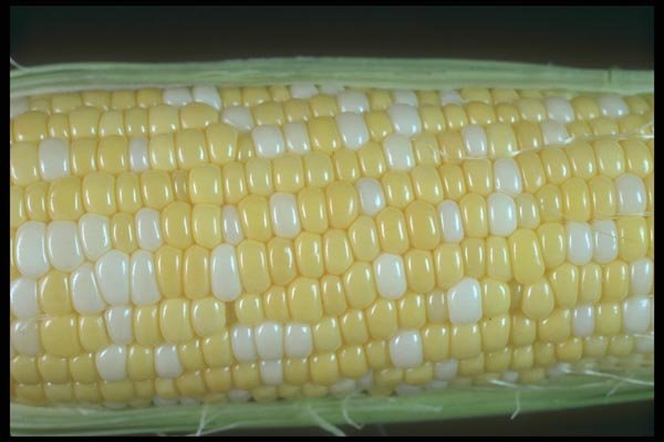 169030 Corn on the cob A4 Photo Print
