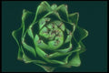 169032 Overhead Artichoke A4 Photo Print