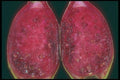 169033 Red Cactus A4 Photo Print