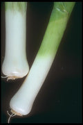 169035 Whole Leek A4 Photo Print