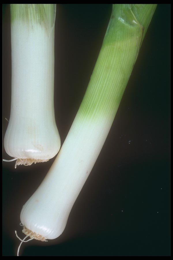 169035 Whole Leek A4 Photo Print